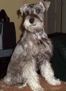 Just the Two of Us: Peyton's First Schnauzer Haircut